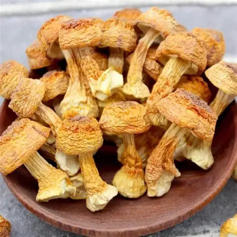 Agaricus Mushroom aka Sun Mushroom (dried loose herbs)
