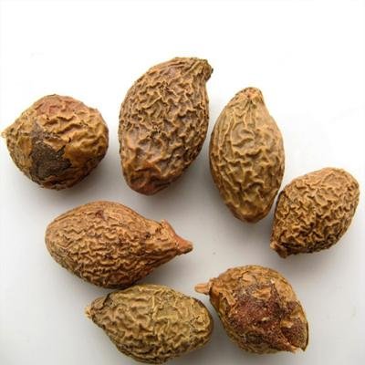 Malva Nut (Pang Da Hai) Dried Herb